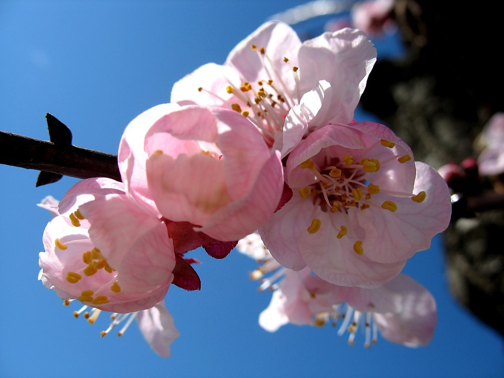 fiori_d_albicocco_by_alcide_sartori