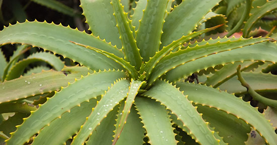 aloe_arborescens