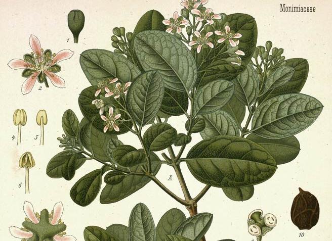 Le piante amiche del nostro&nbsp;Fegato.