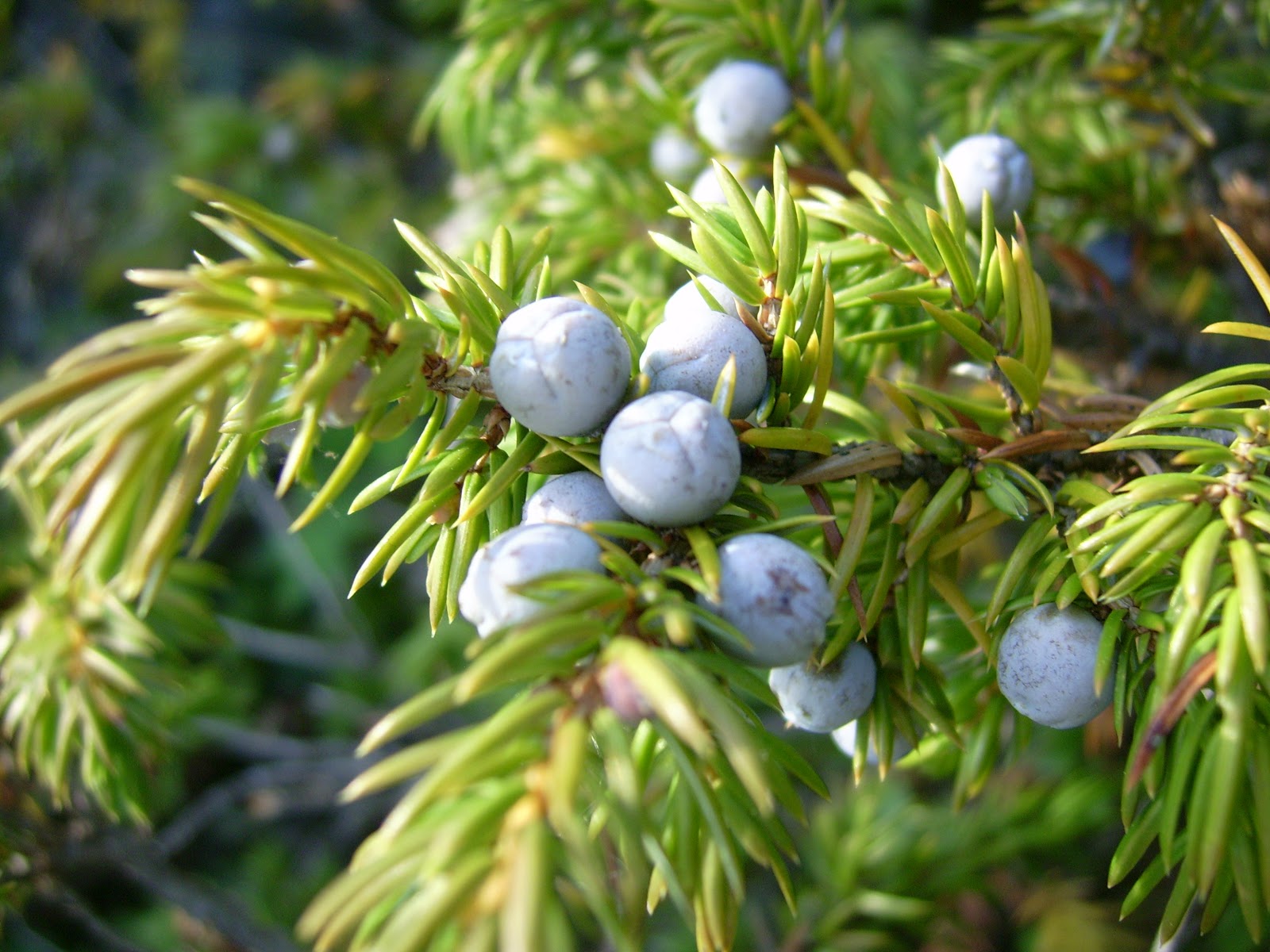 juniperus-communis-ginepro