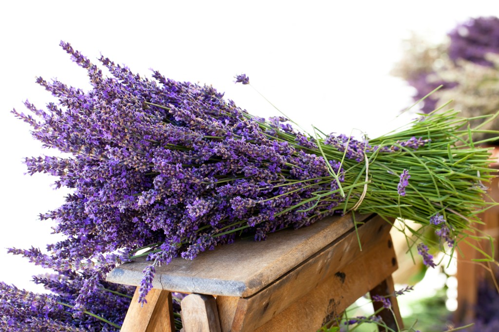 La lavanda: come dire io mi rilasso!