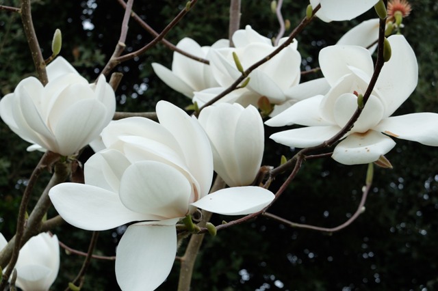 magnolia_denudata
