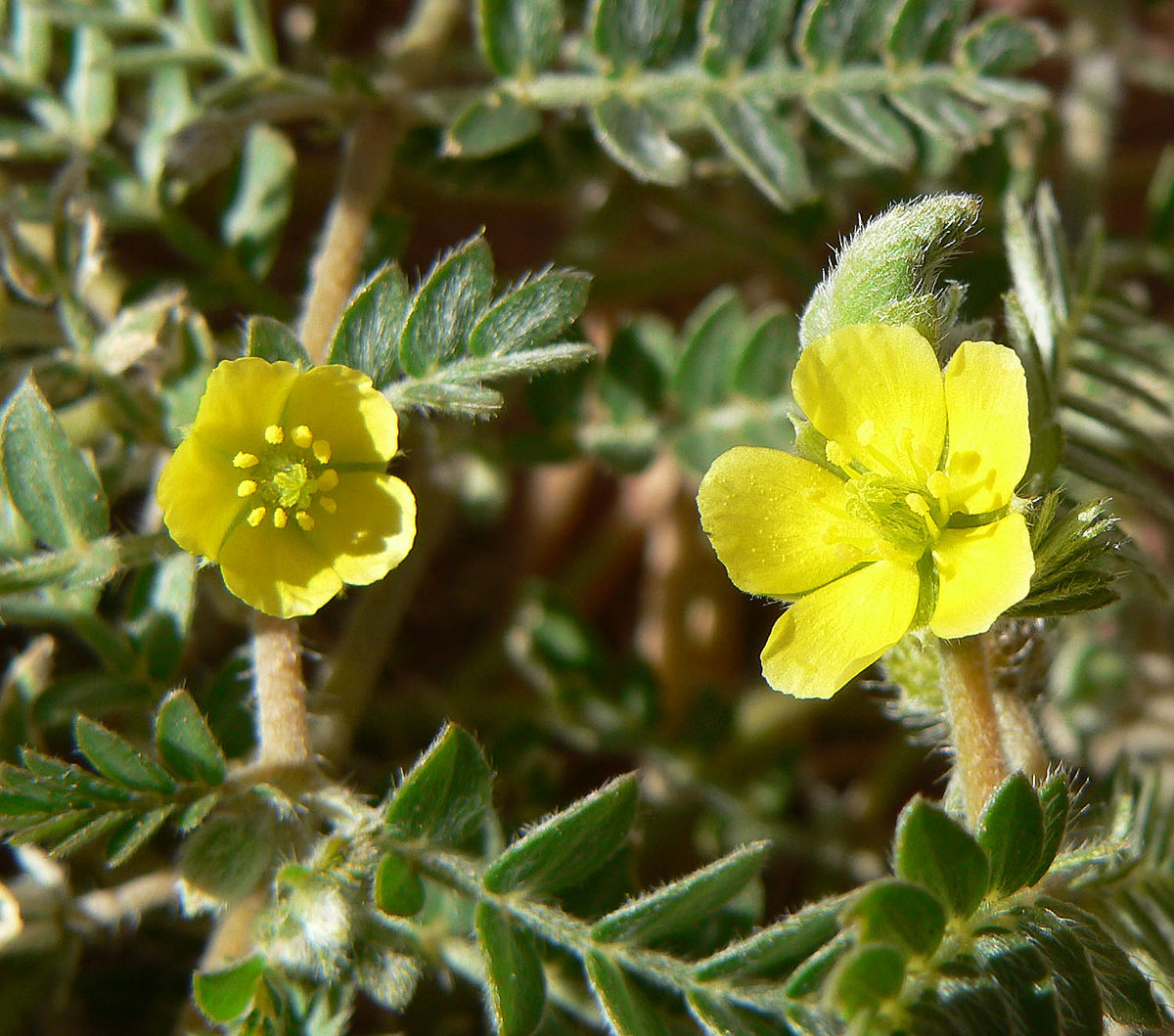 1200px-Tribulus_terrestris_3