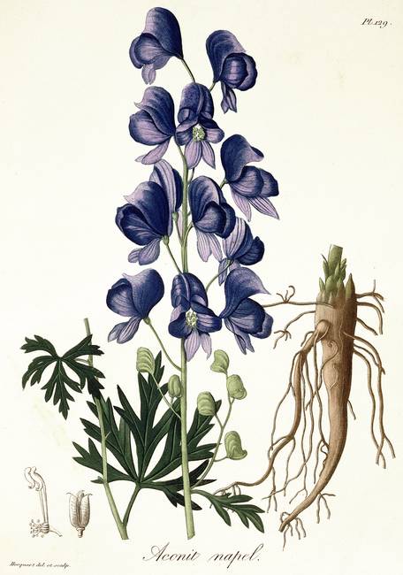 Aconitum Napellus: quello che molti non sanno di questo&nbsp;rimedio!