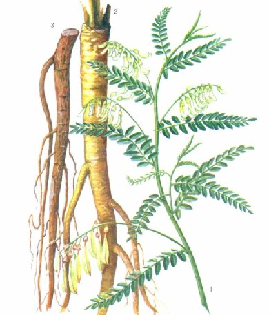 Astragalus-Root-Extract