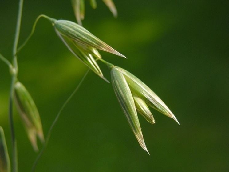 Avena Sativa: le grandi proprietà di una graminacea poco conosciuta anche come coadiuvante nelle diete&nbsp;dimagranti.