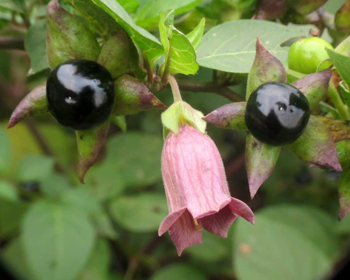 belladonna-pianta-omeopatia
