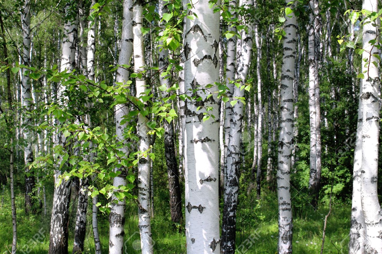 betula