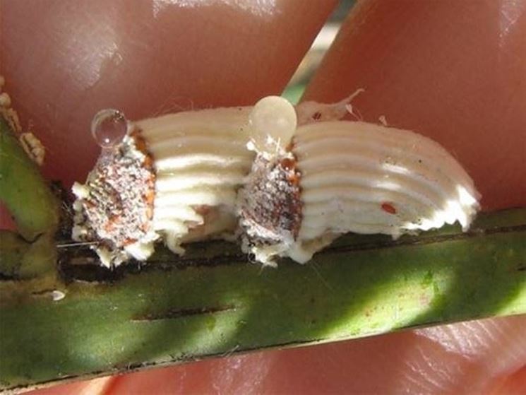 cocciniglia-cotonosa_NG1