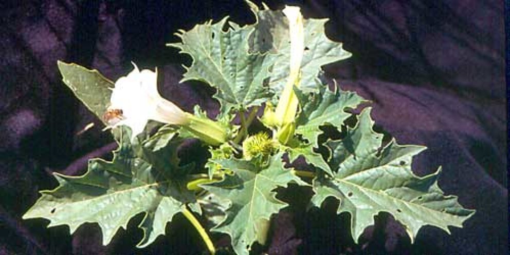Datura Stramonio “La Yerba del diablo” pianta di potere.