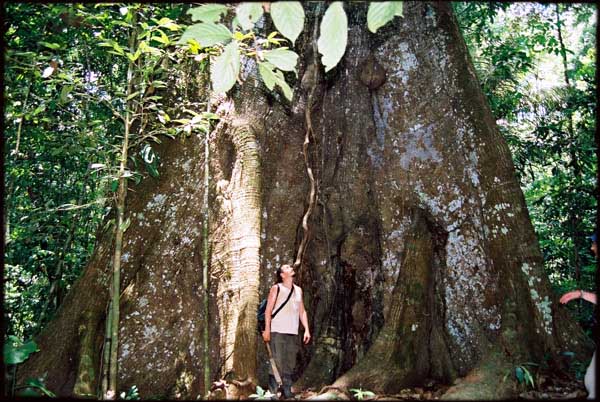 Protetto: Ayahuasca: la pianta il cui Spirito guarisce! (Parte Seconda)