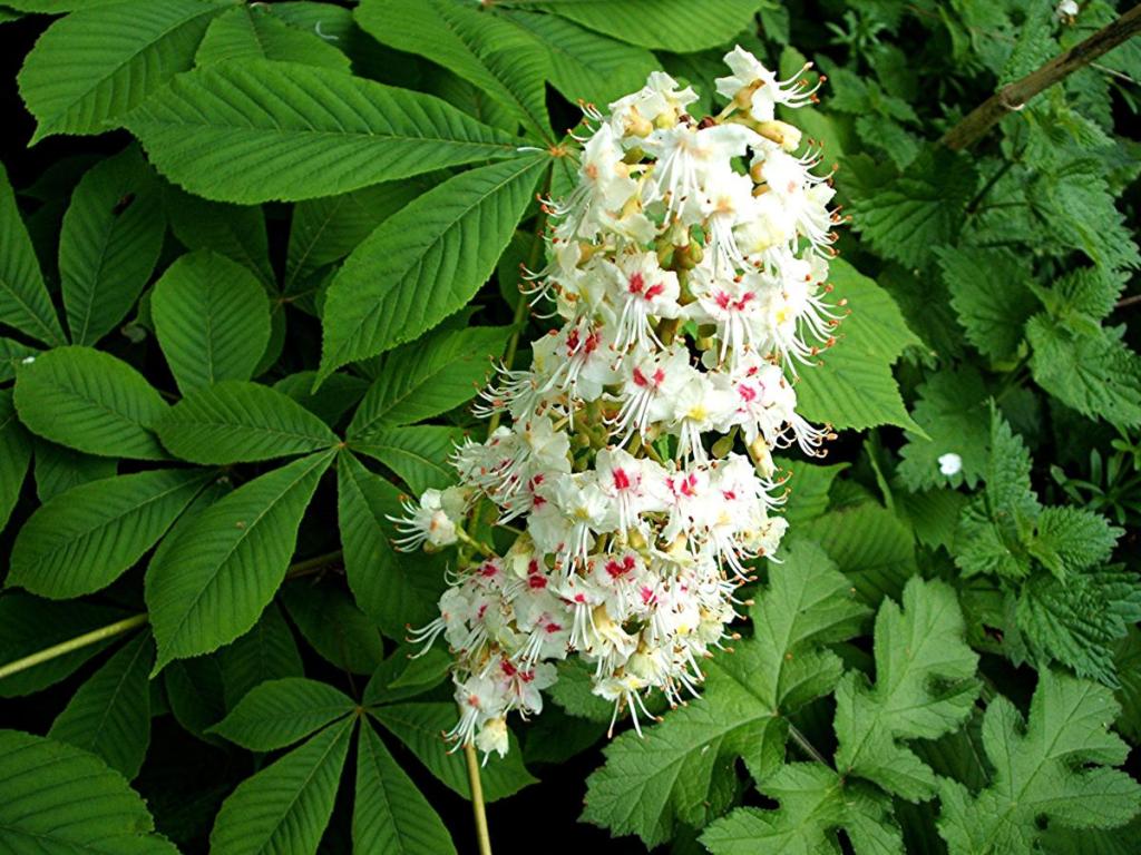 Arriva il caldo: Aesculus Hippocastanum omeopatico, sintomi e caratteristiche.
