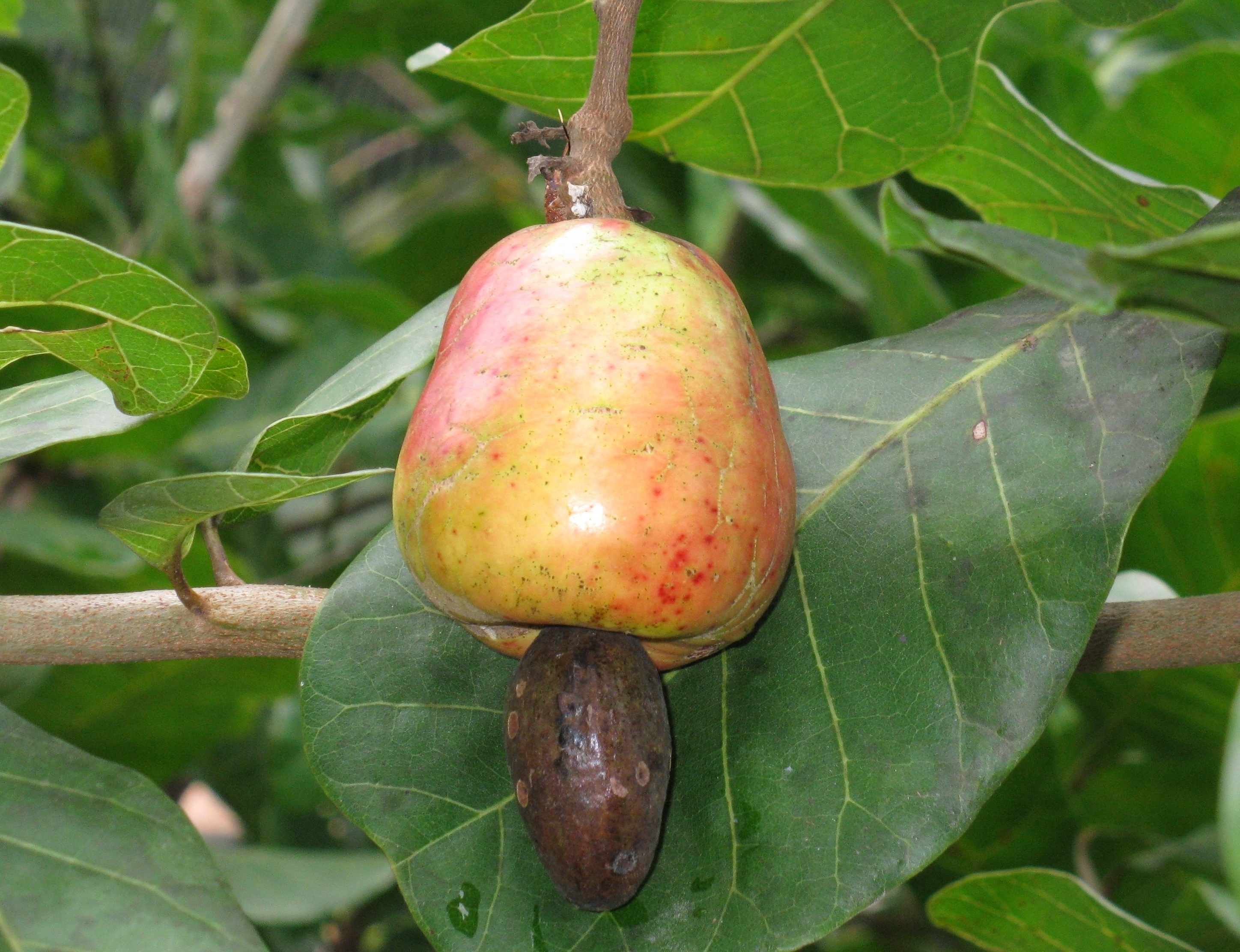 Anacardium-Orientale