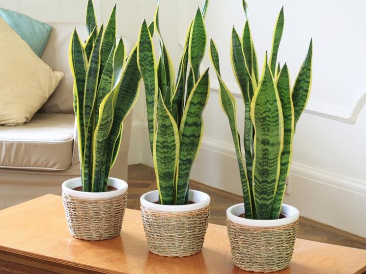 sanseveria