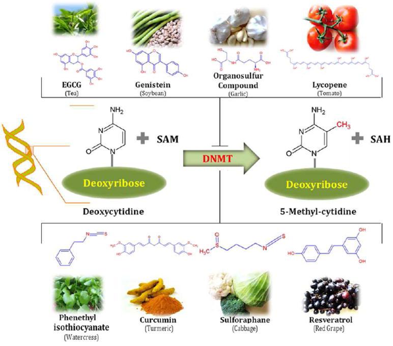 epigenetica e alimentazione