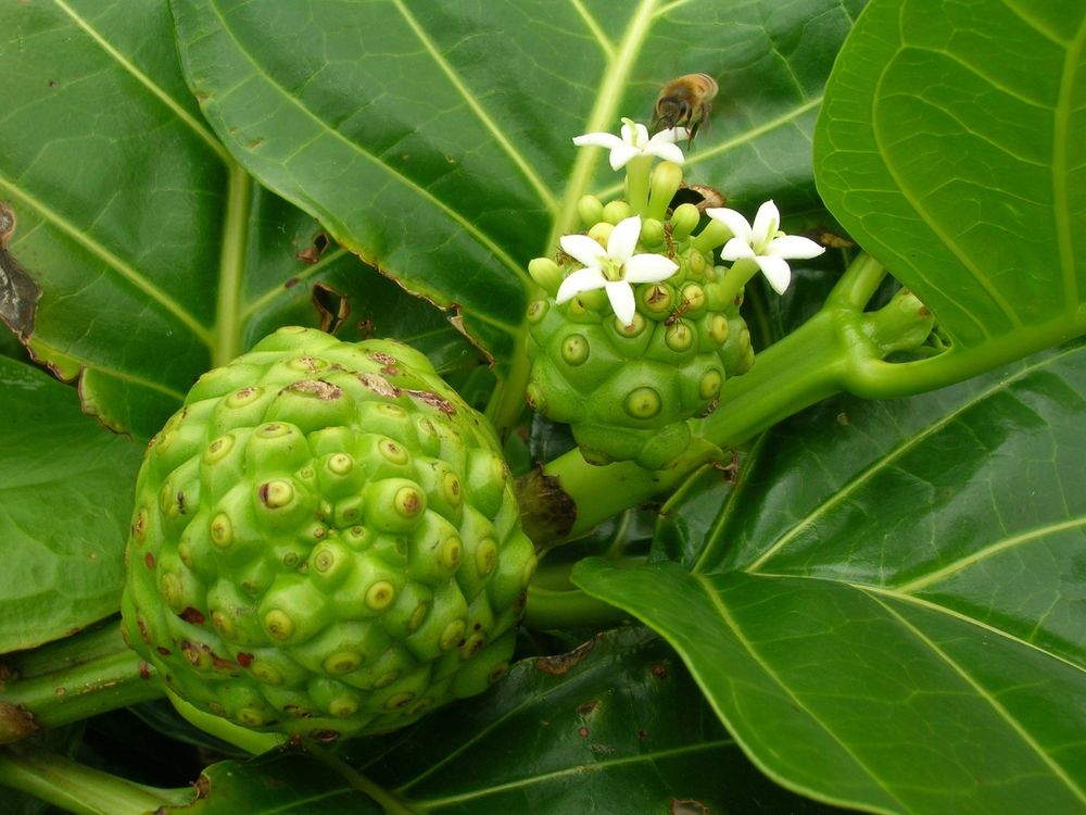morinda citrifoglia