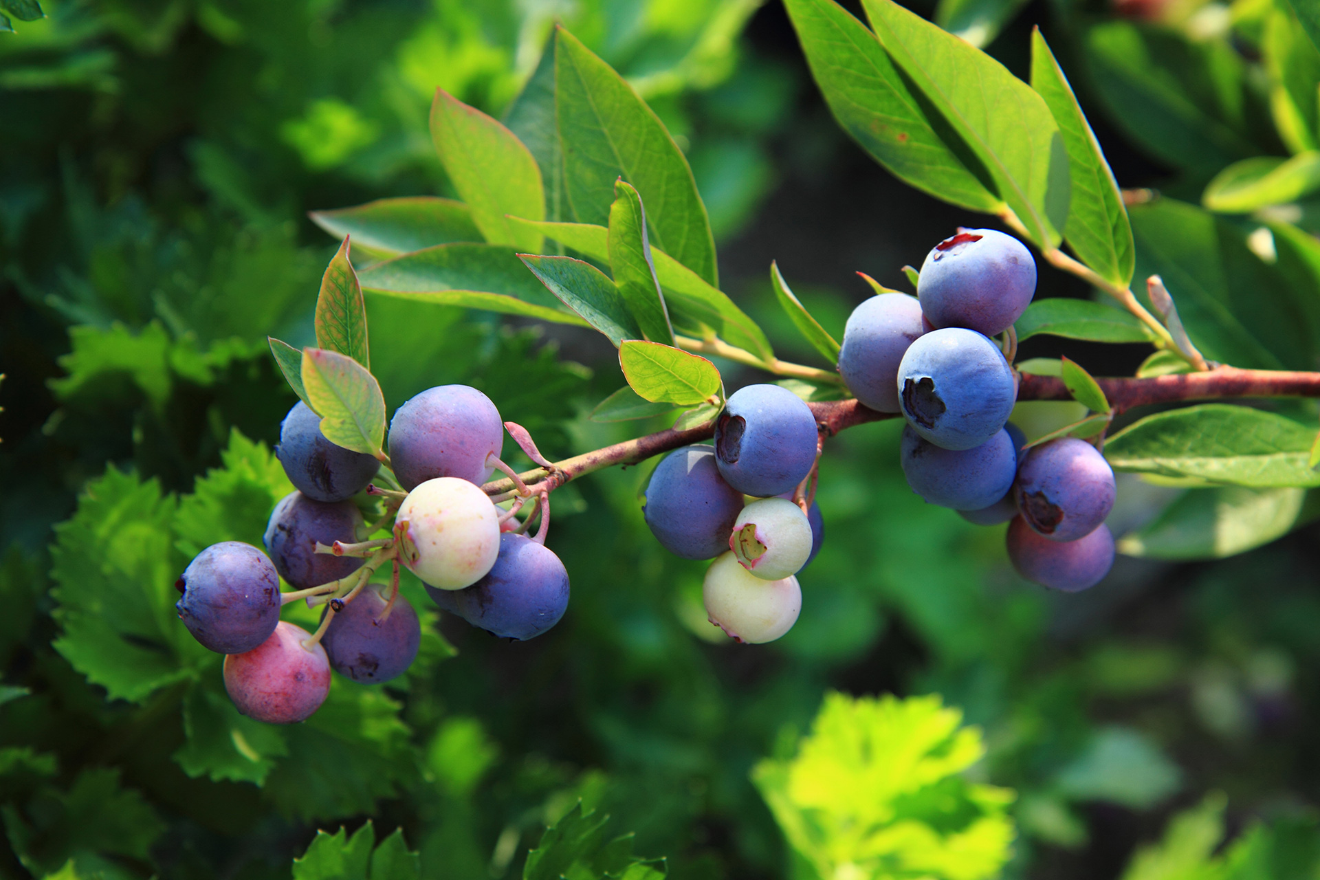 vaccinium-myrtillus2