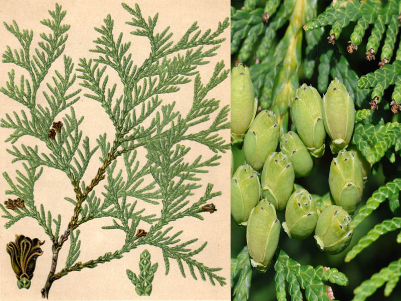 thuja