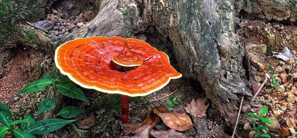 Ganoderma Lucidum o Reishi o Ling zhi: il fungo di lunga&nbsp;vita.