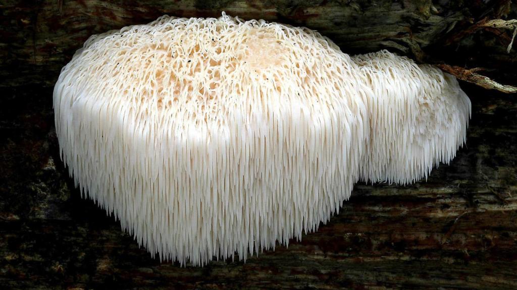 Hericium erinaceus e medicina tradizionale cinese: il fungo che cura lo stomaco e l’intestino.