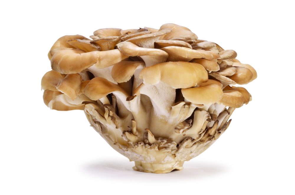 Maitake: il fungo che fa danzare dalla gioia, antidiabete e anticolesterolo. Correlazioni con la Medicina Tradizionale&nbsp;Cinese