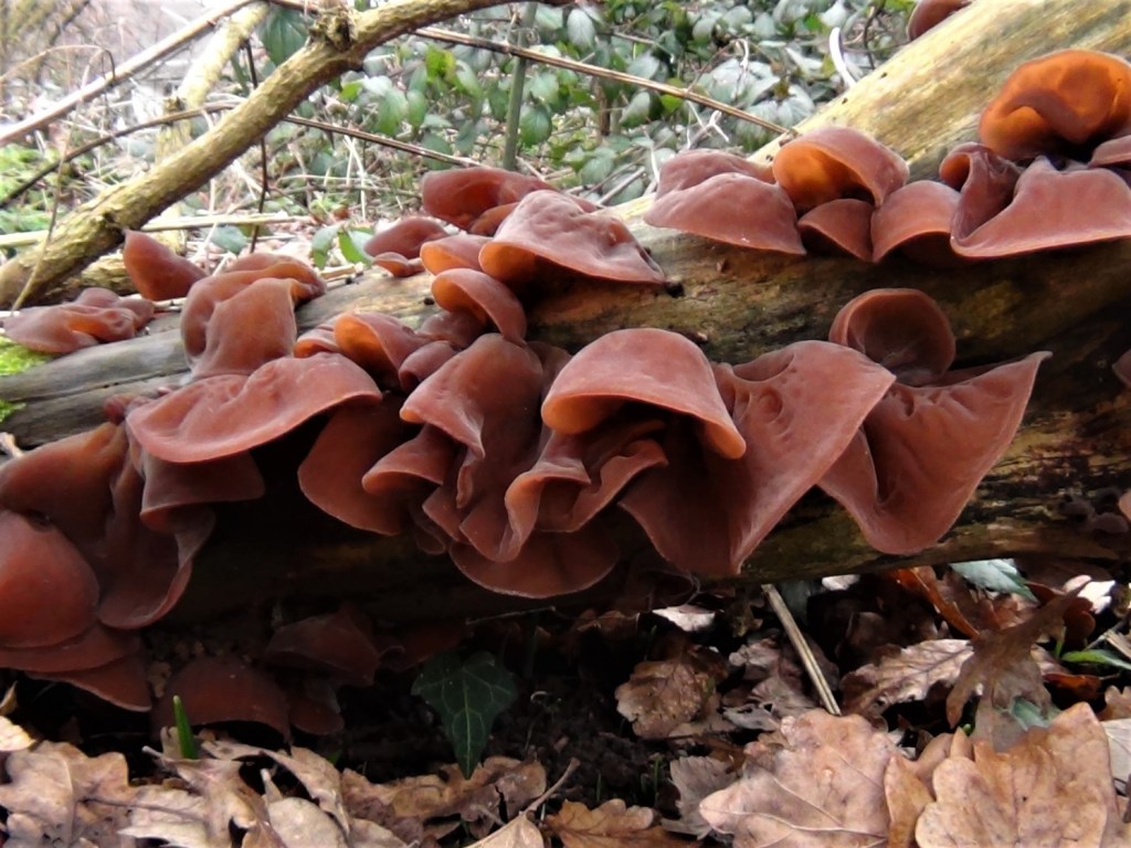 Auricularia auricula judae o Kikurage o Pin yin: il fungo che previene infarto ed&nbsp;ictus.