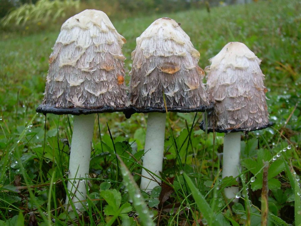 Coprinus: il più efficace antidiabetico, relazioni e organotropismo in Medicina&nbsp;Cinese.