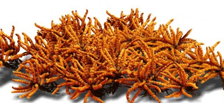 Cordyceps-sinensis