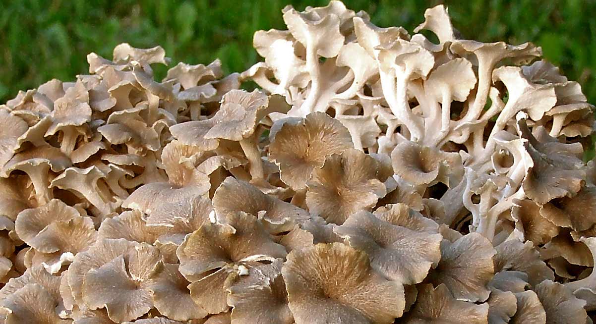 Polyporus-umbellatus