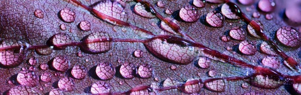 Protetto: Nagualismo: gli effetti della ricapitolazione cosa accade quando si cancella la propria storia&nbsp;personale