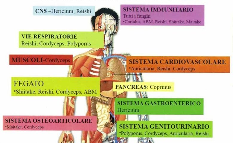 Micoterapia-1-principali-azioni-e-organotropismo-dei-funghi-in-micoterapia