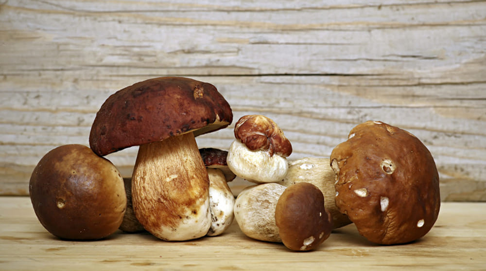 fungi porcini
