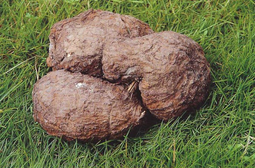 Poria cocos: il fungo della serenità mentale, drenante e diuretico. Organotropismo e correlazioni con la Medicina Tradizionale&nbsp;Cinese