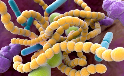 Alimentazione, microbiota intestinale, vitamina D e funghi medicinali nella prevenzione ai tumori e alle patologie&nbsp;autoimmuni