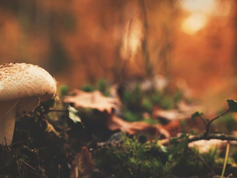 L’importanza dei grassi e del colesterolo per la salute Alimentazione sana funghi medicinali e&nbsp;MTC