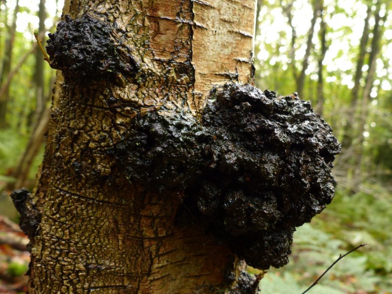 Funghi medicinali e benessere olistico: Il Chaga Inonotus Obliquus un tesoro per la salute e la lotta al&nbsp;cancro